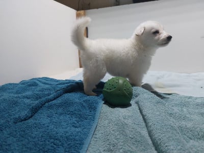 Les chiots de Berger Blanc Suisse
