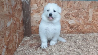 Les chiots de Berger Blanc Suisse