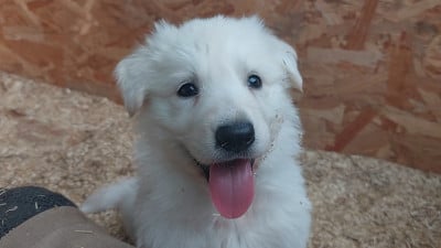 Les chiots de Berger Blanc Suisse
