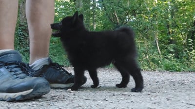 Les chiots de Schipperke