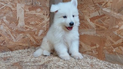 Les chiots de Berger Blanc Suisse