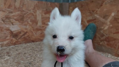 Les chiots de Berger Blanc Suisse