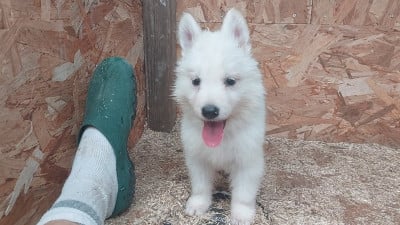 Les chiots de Berger Blanc Suisse