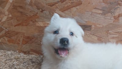 Les chiots de Berger Blanc Suisse