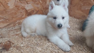 Les chiots de Berger Blanc Suisse