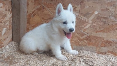 Les chiots de Berger Blanc Suisse