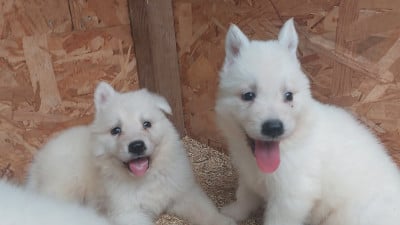 Les chiots de Berger Blanc Suisse