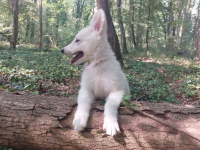 Les chiots de Berger Blanc Suisse