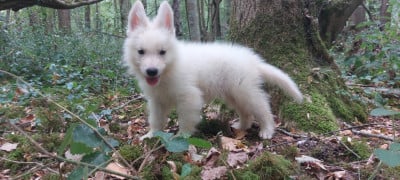 Les chiots de Berger Blanc Suisse