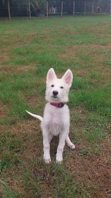 Les chiots de Berger Blanc Suisse