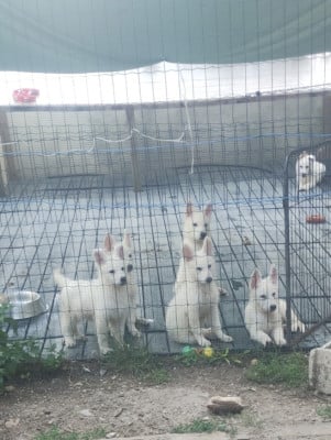 Berger Blanc Suisse
