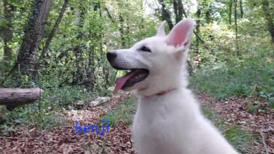 Les chiots de Berger Blanc Suisse