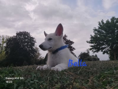 Les chiots de Berger Blanc Suisse