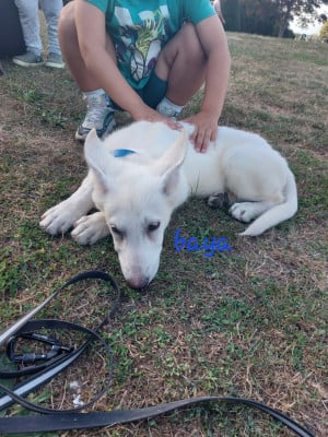 Les chiots de Berger Blanc Suisse