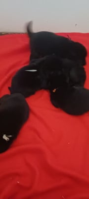 Les chiots de Schipperke