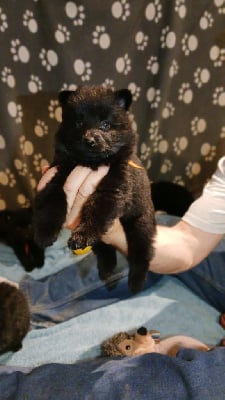 collier orange - Schipperke