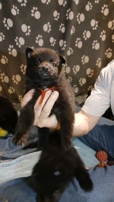 Schipperke
