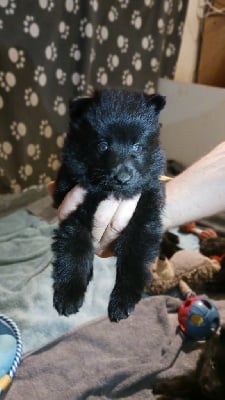 collier rose - Schipperke