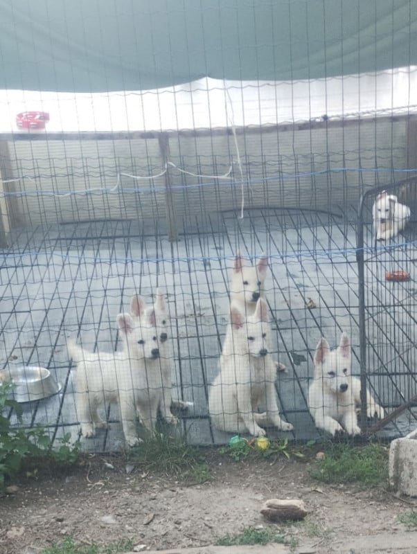 Berger Blanc Suisse - des Petites Pattes Blanches