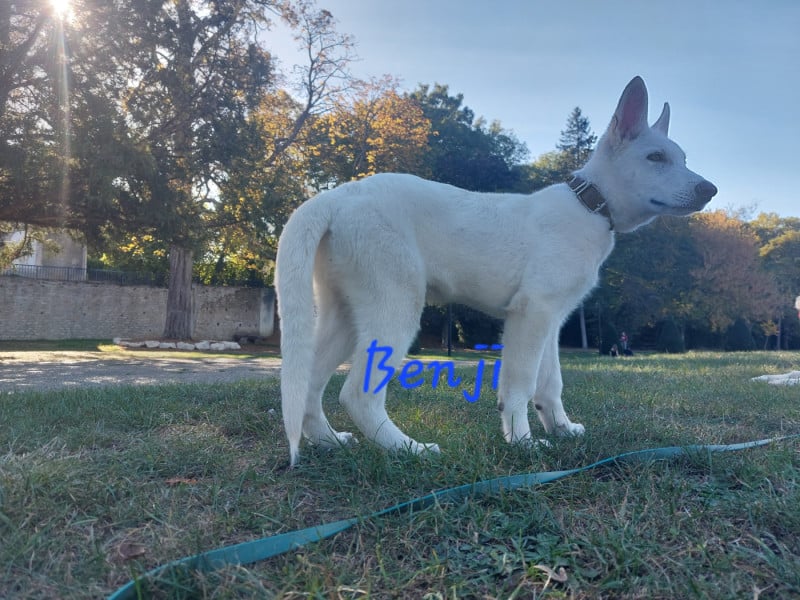 Berger Blanc Suisse - des Petites Pattes Blanches