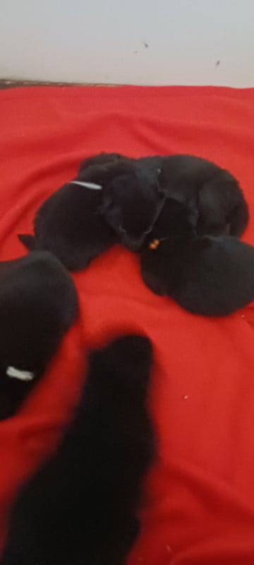 Schipperke - des Petites Pattes Blanches