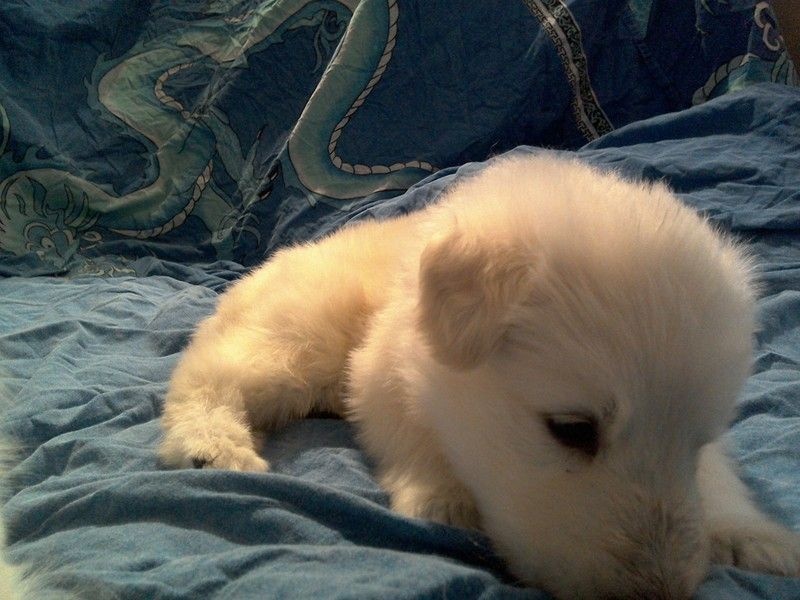 CHIOT