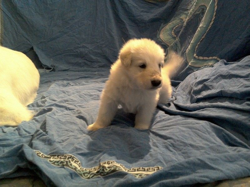 CHIOT