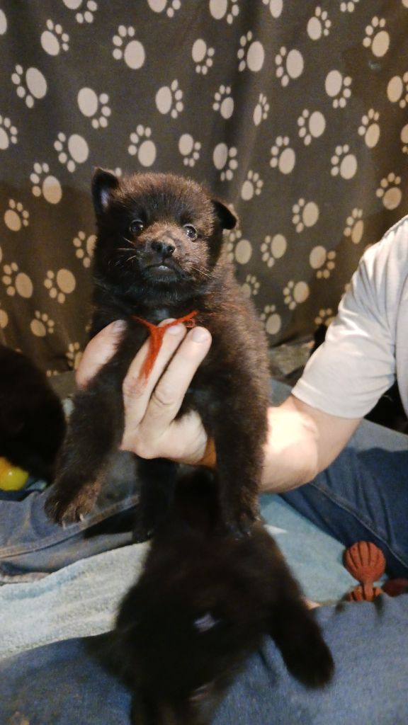 collier rouge - Schipperke