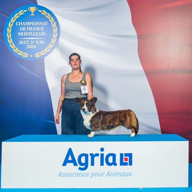 Mia vom galbhausdog - 1er Excellent, CACIB-J - Meilleur Jeune - Latin Junior Winner - Qualifié Cruft 2027