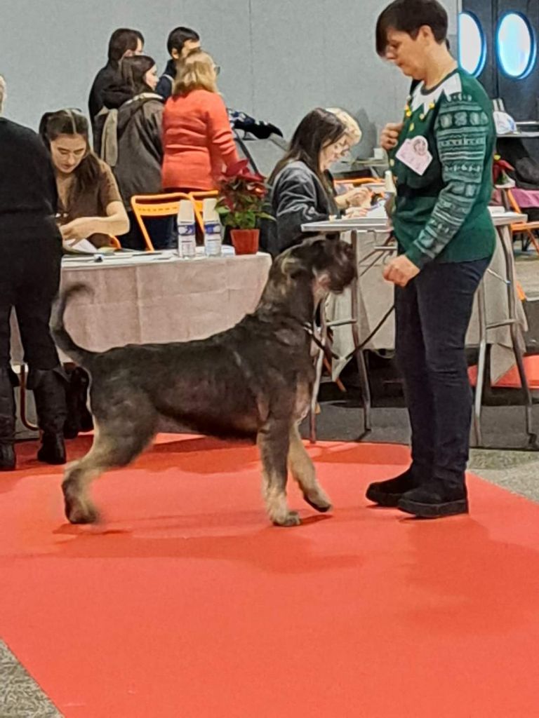 Ramble on Du Gélétan - 1 Excellent CACS CACIB Meilleur de Race