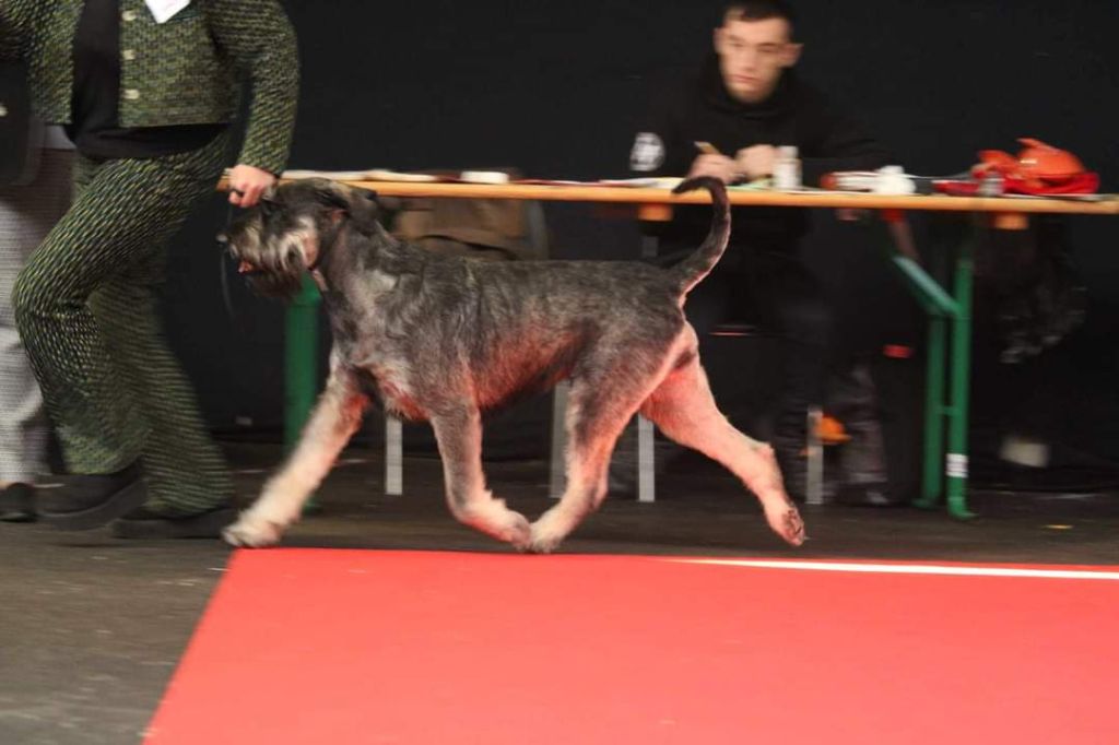 Ramble on Du Gélétan - 1er Excellent CACS Meilleur de Race