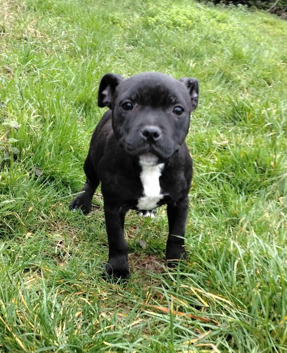 Staffordshire Bull Terrier - (Sans Affixe)