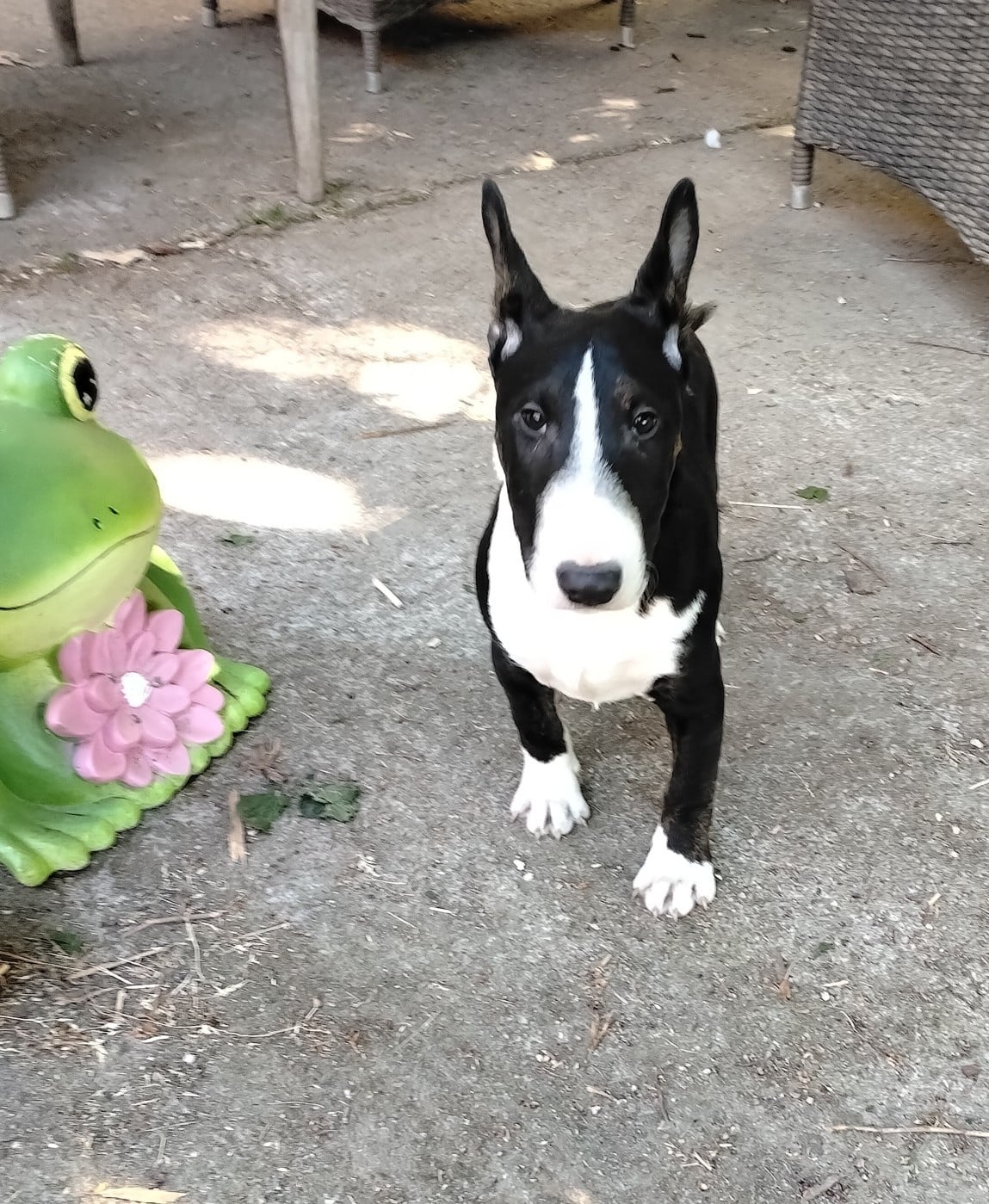 Bull Terrier Miniature - (Sans Affixe)