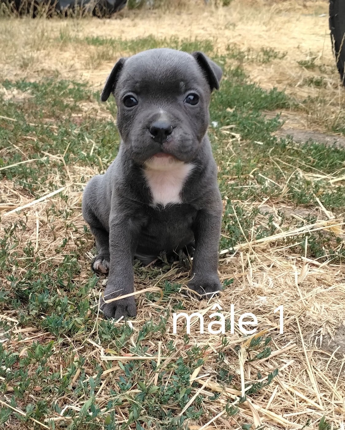 Chiot N°1