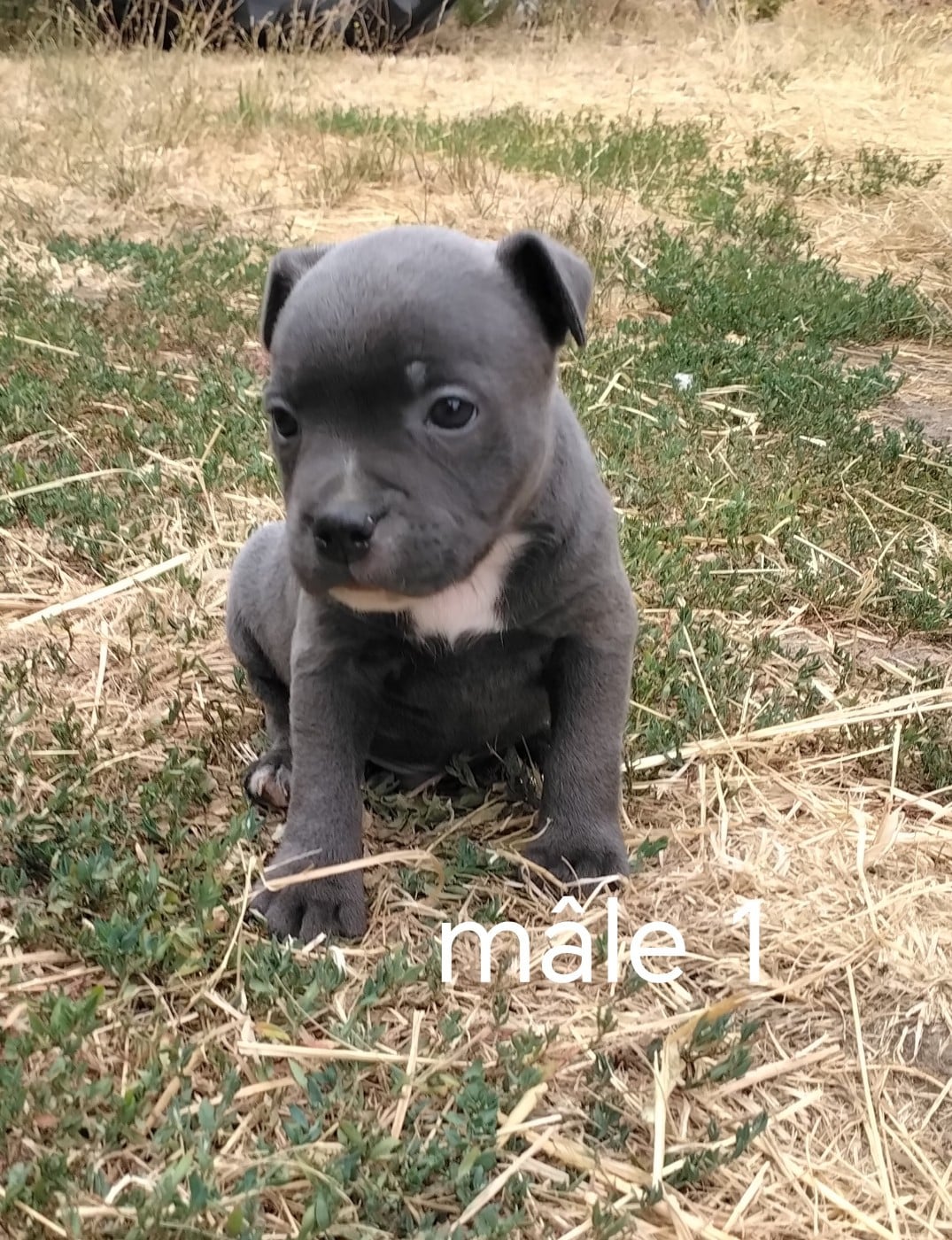 Chiot N°1