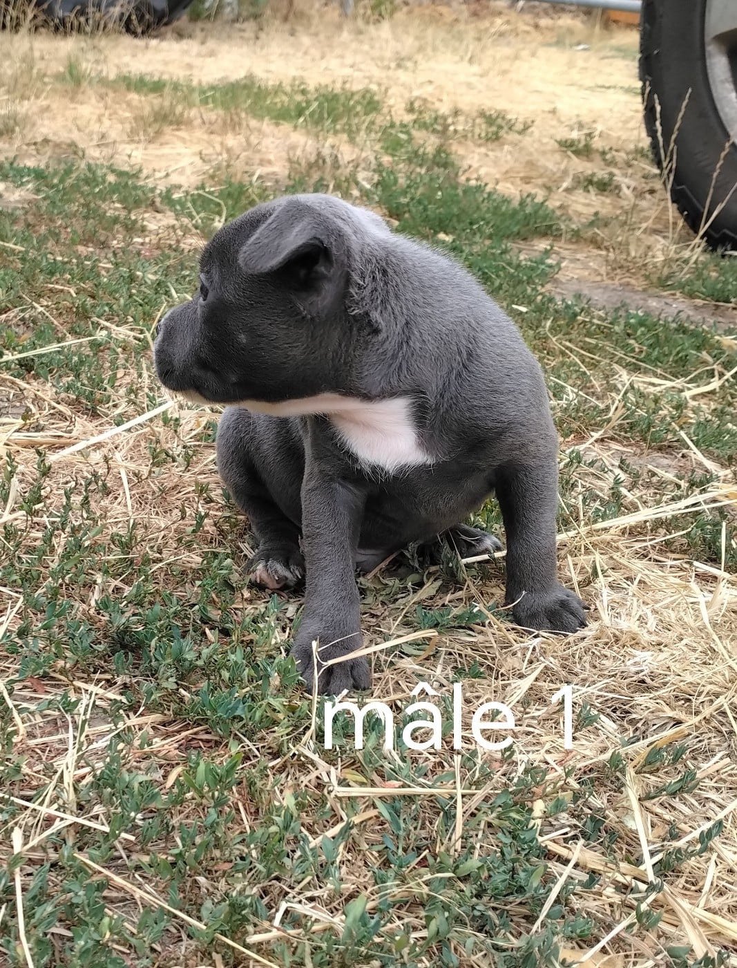 Chiot N°1