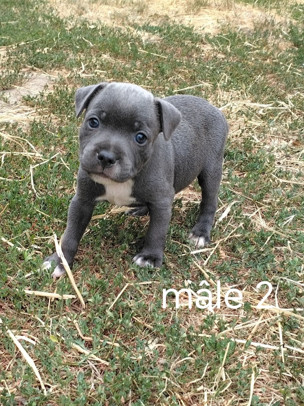 Chiot N°2