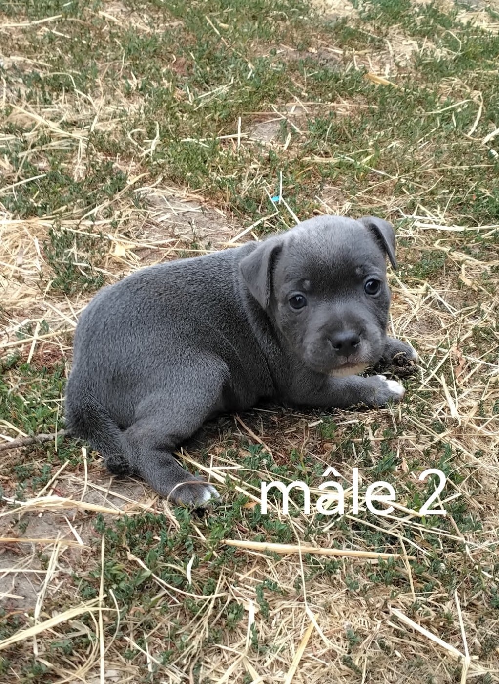 Chiot N°2