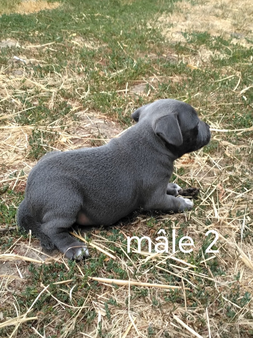 Chiot N°2