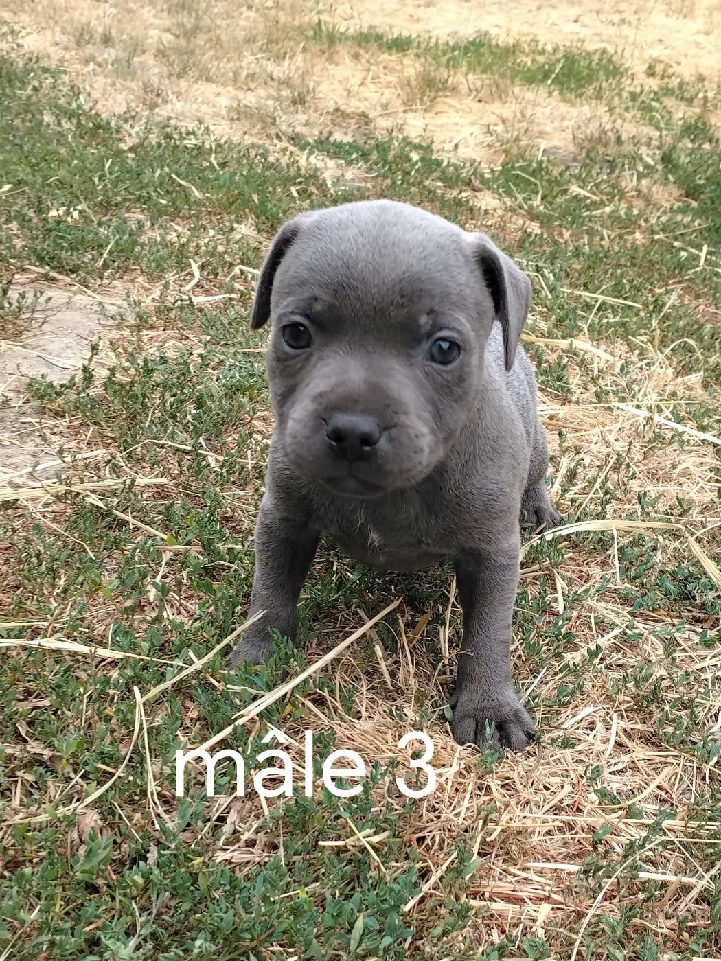 Chiot N°3