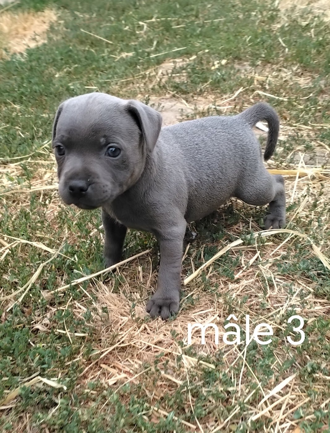 Chiot N°3