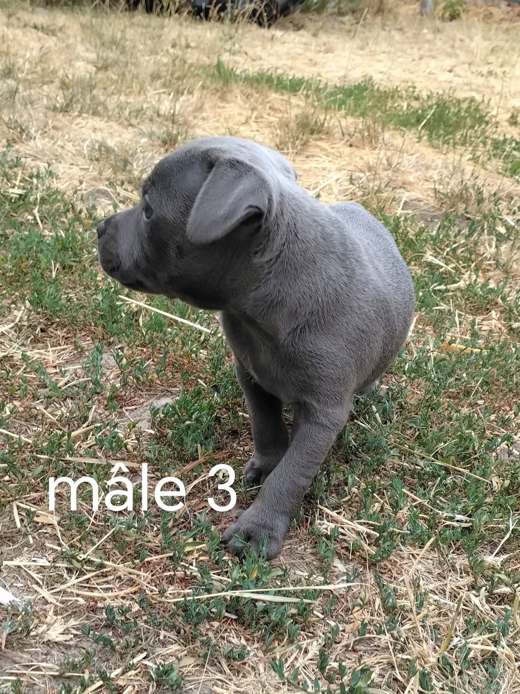 Chiot N°3