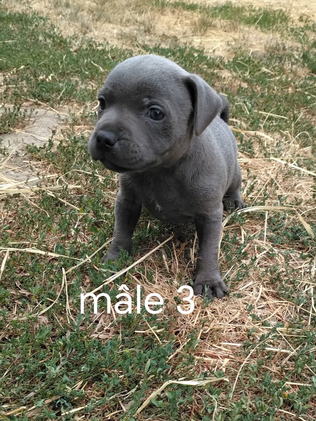 Chiot N°3