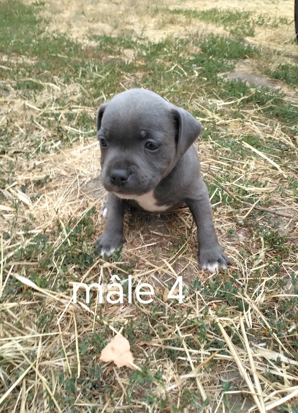 Chiot N°4