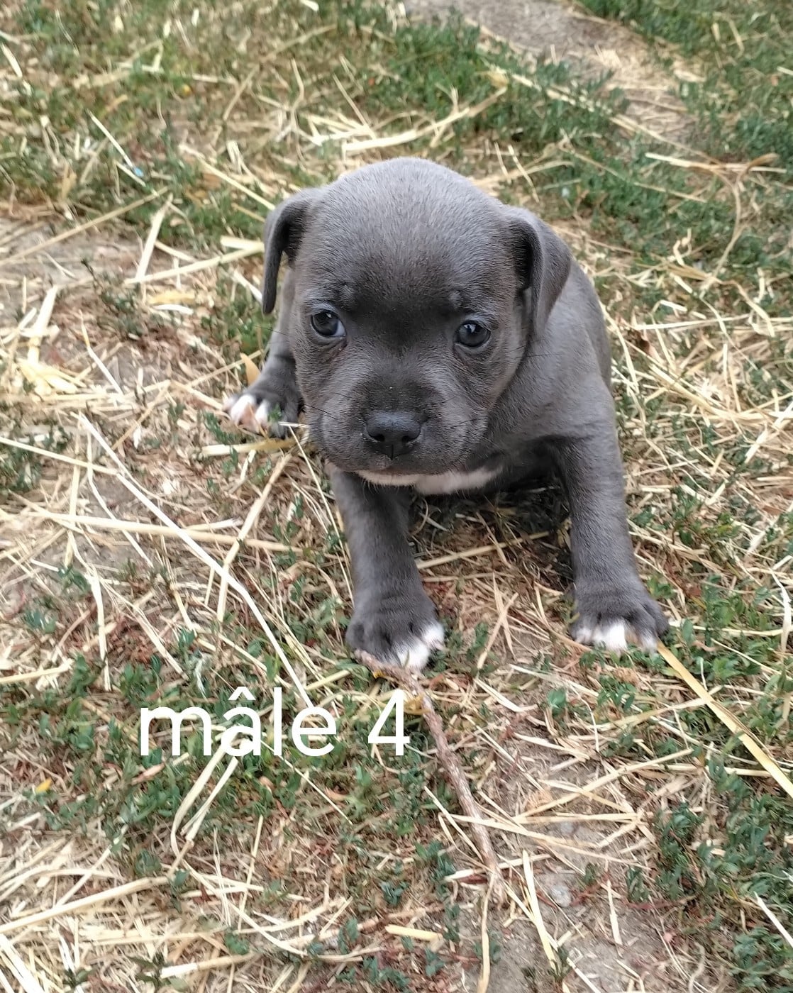 Chiot N°4