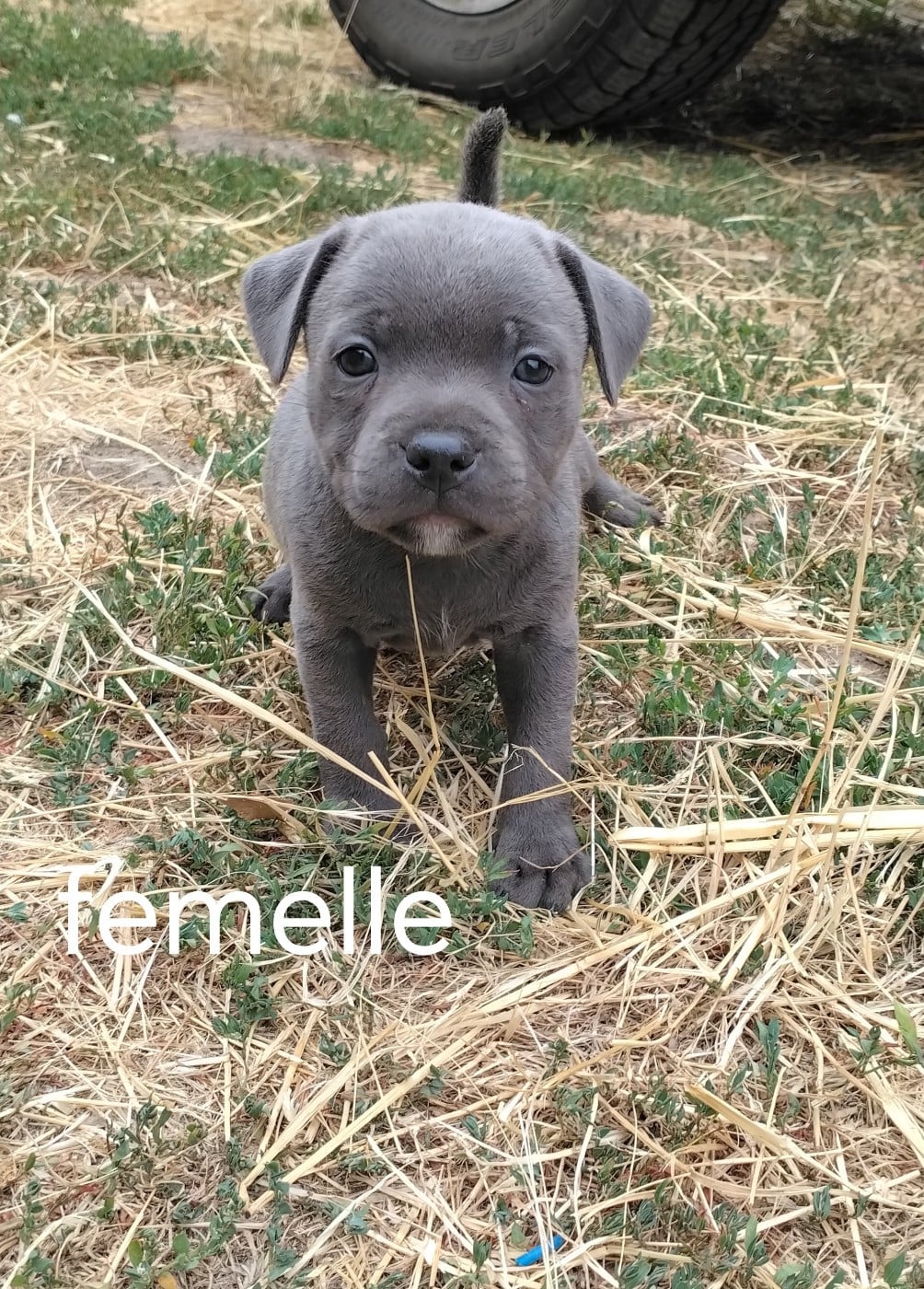 Chiot N°5