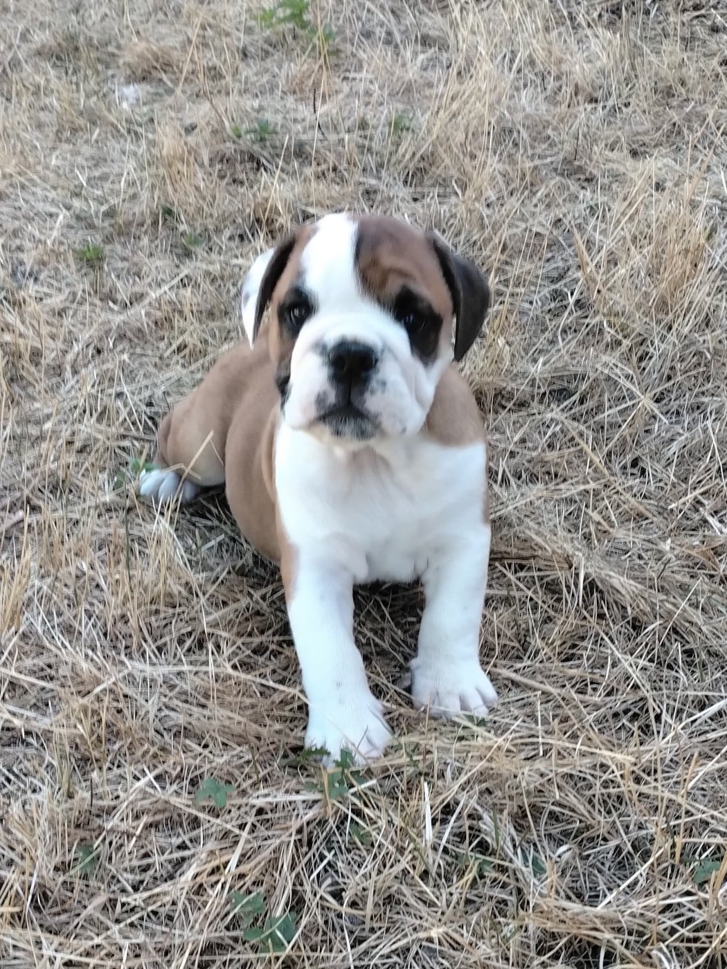 Bulldog Anglais - (Sans Affixe)