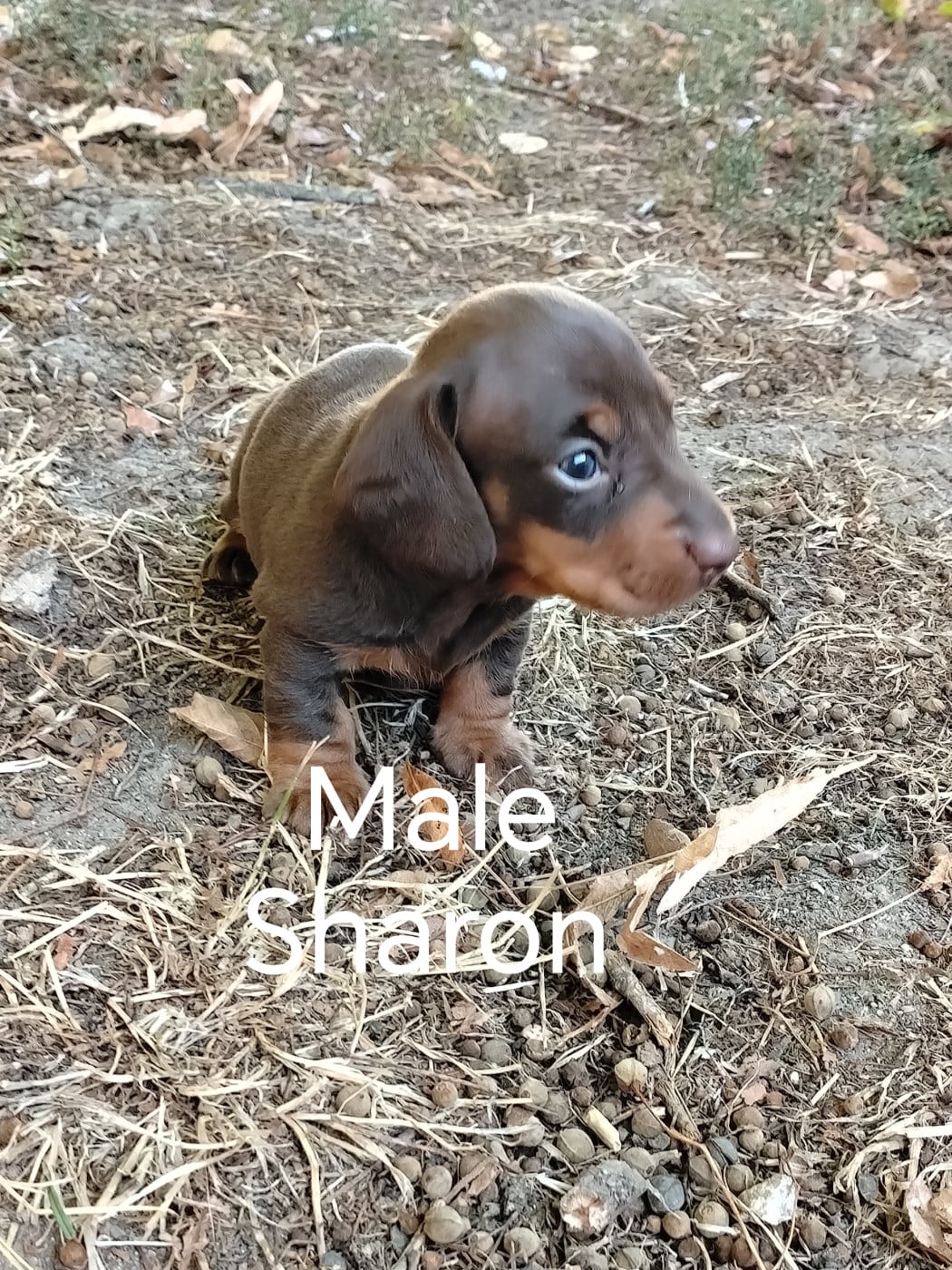 Chiot Teckel