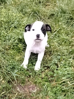 Les chiots de Staffordshire Bull Terrier