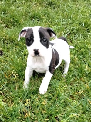 Les chiots de Staffordshire Bull Terrier